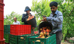 پیش‌بینی برداشت بیش از 870 تن محصولات باغی در خراسان جنوبی